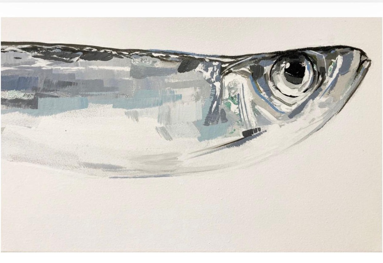 Sardina sobre fondo blanco